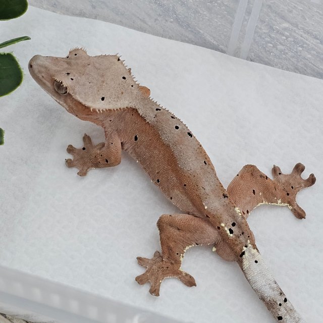 Red Super Dalmatian