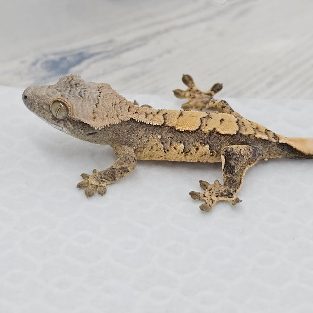 노멀 화이트스팟