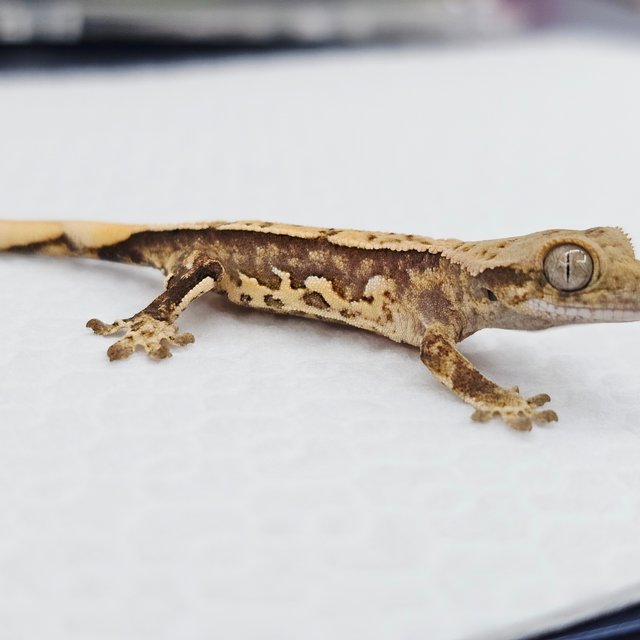 쿼드 핀스트라이프