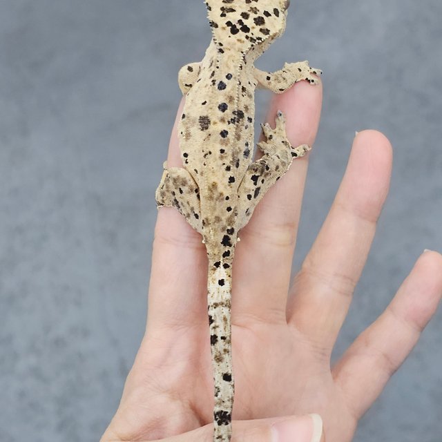 Super Dalmatian