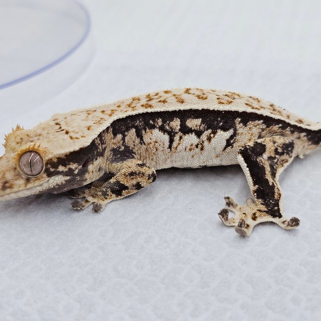 쿼드 풀핀 화이트