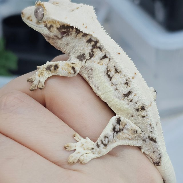 Lilly White
