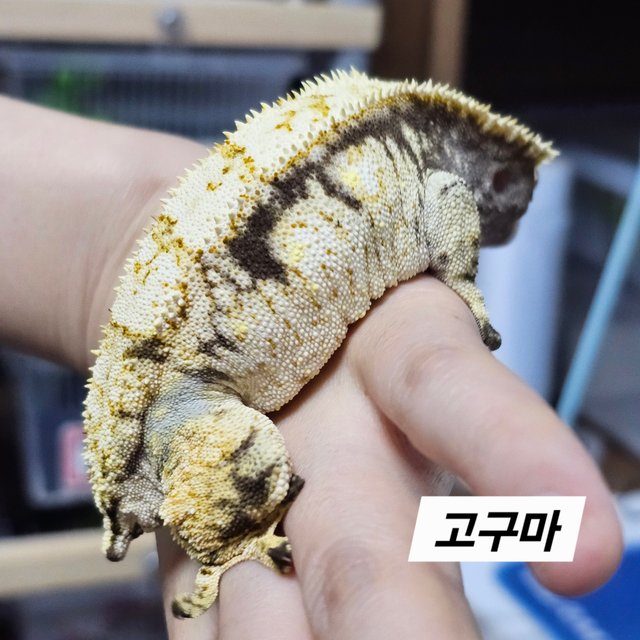 노멀 드리피 화이트스팟