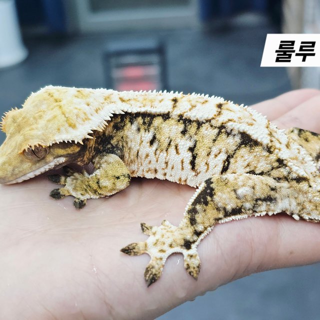 노멀 트라이 드리피 화이트스팟 텐저린