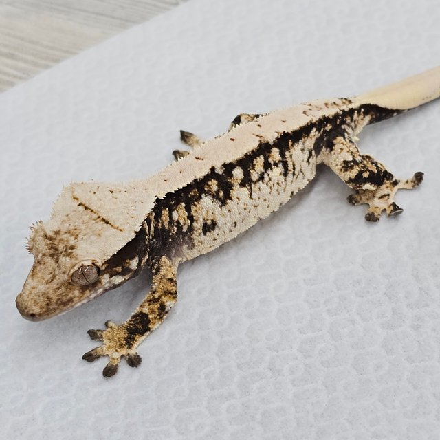 노멀 드리피 화이트스팟 화이트포트홀 화이트