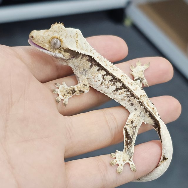 Normal Quad White