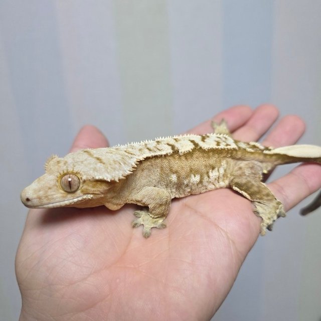 100% Het Axanthic