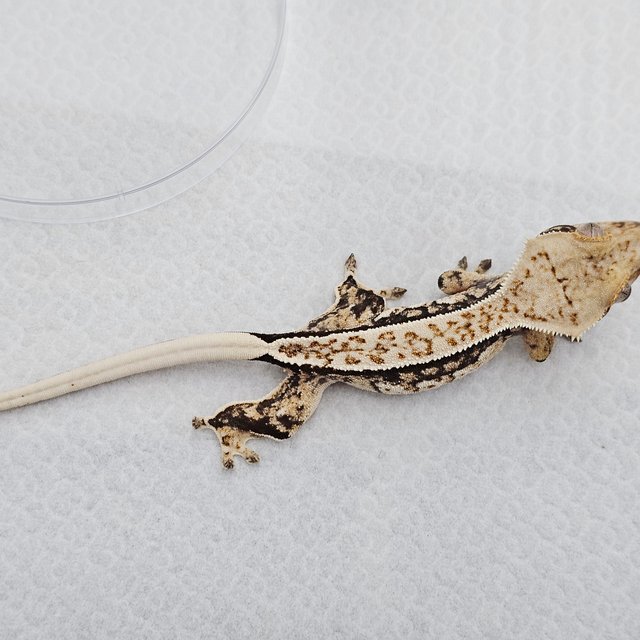 쿼드 풀핀 화이트