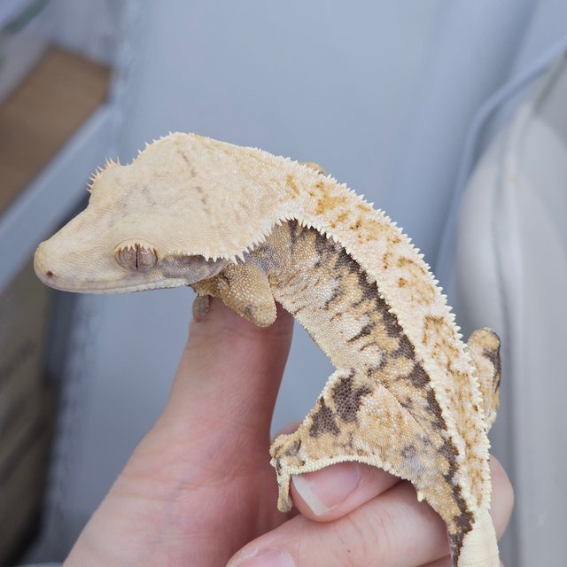 Drippy Normal White Spot Full Pinstripe Tri