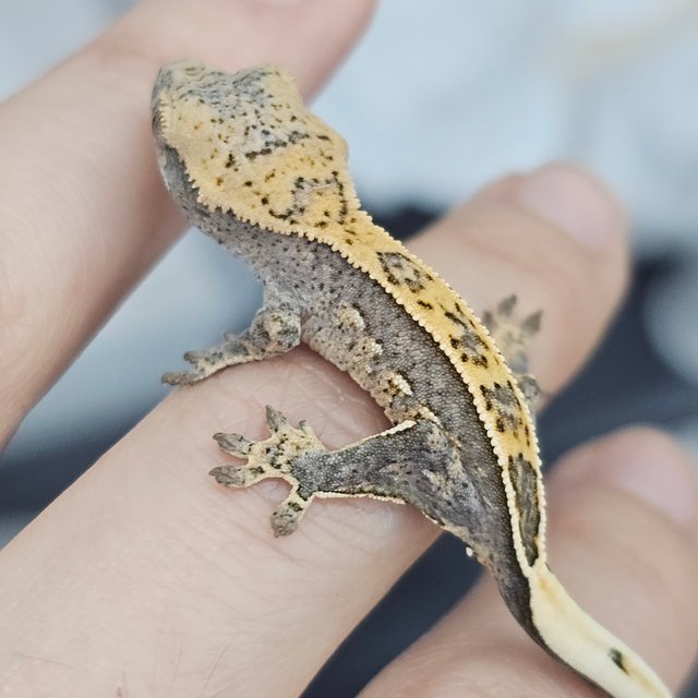 100%헷아잔틱 풀핀