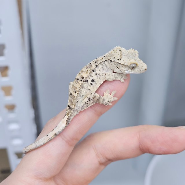 Super Dalmatian