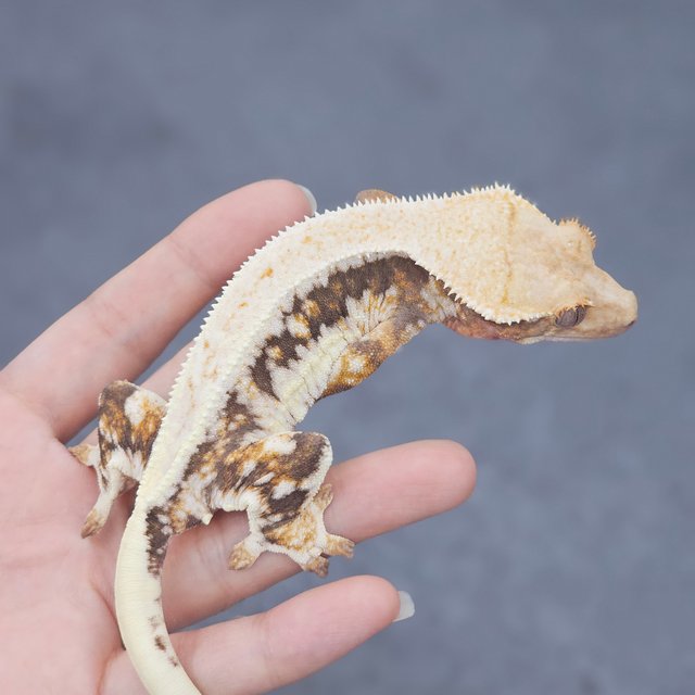 Lilly White