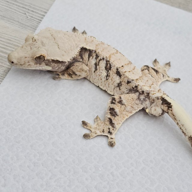 노멀 트라이 드리피 화이트스팟