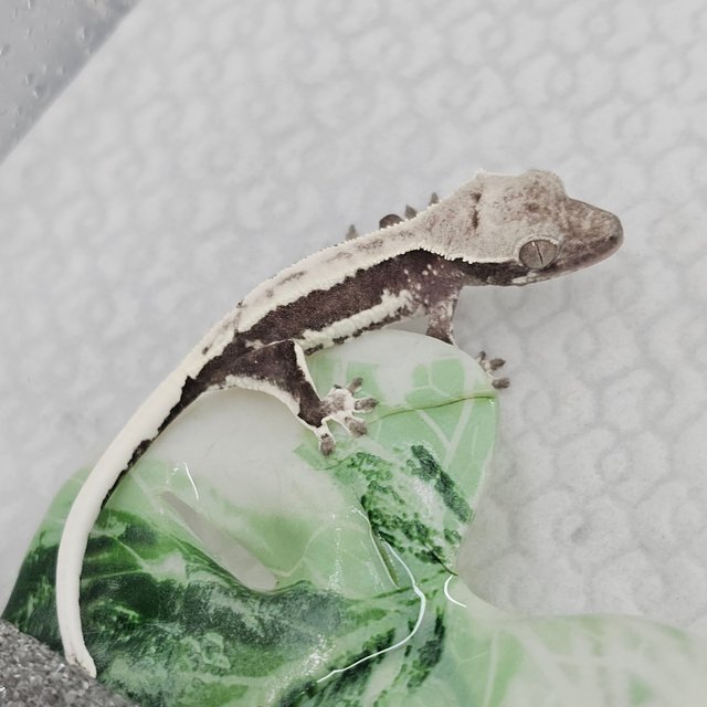 Lilly Axanthic