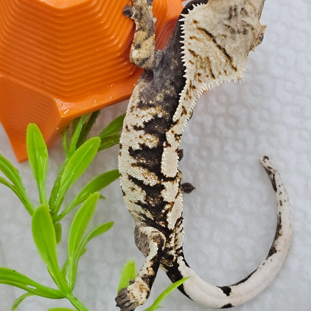 White Spot 100% Het Axanthic