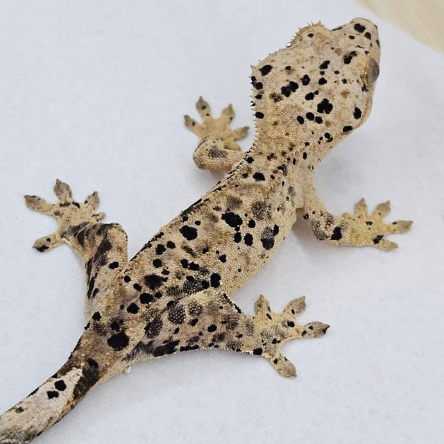 Super Dalmatian
