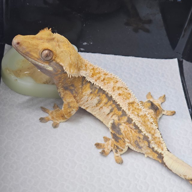 Tri Normal Drippy White Spot Full Pinstripe