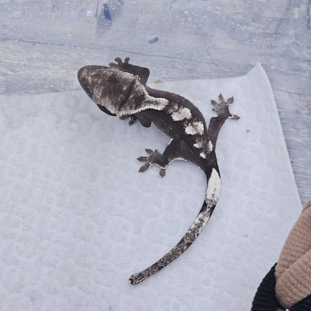 Axanthic