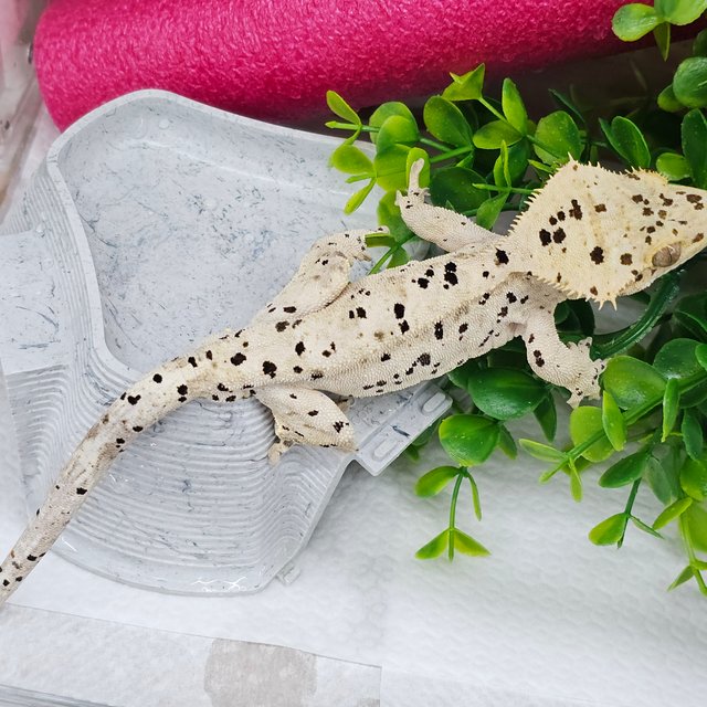 Super Dalmatian