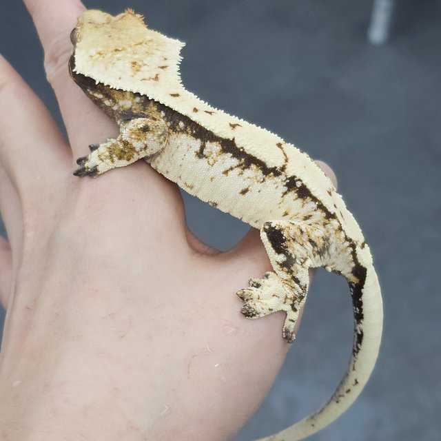 Normal Drippy White Spot