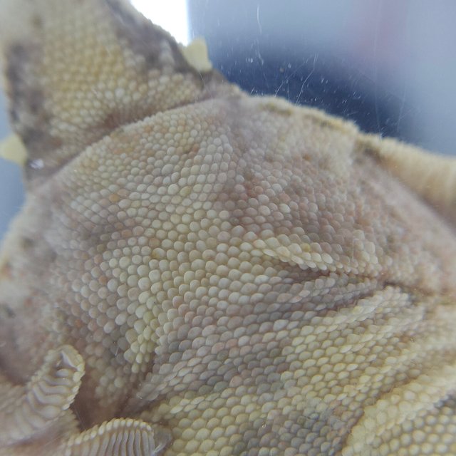 노멀 풀핀 화이트스팟