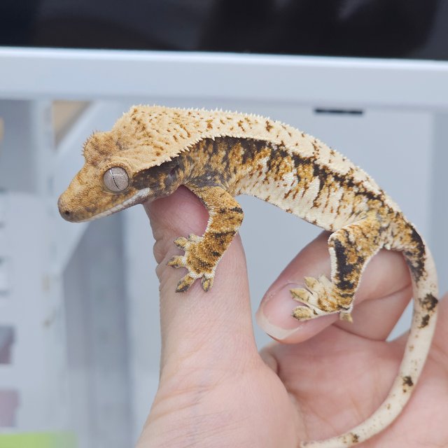 Drippy Normal White Spot
