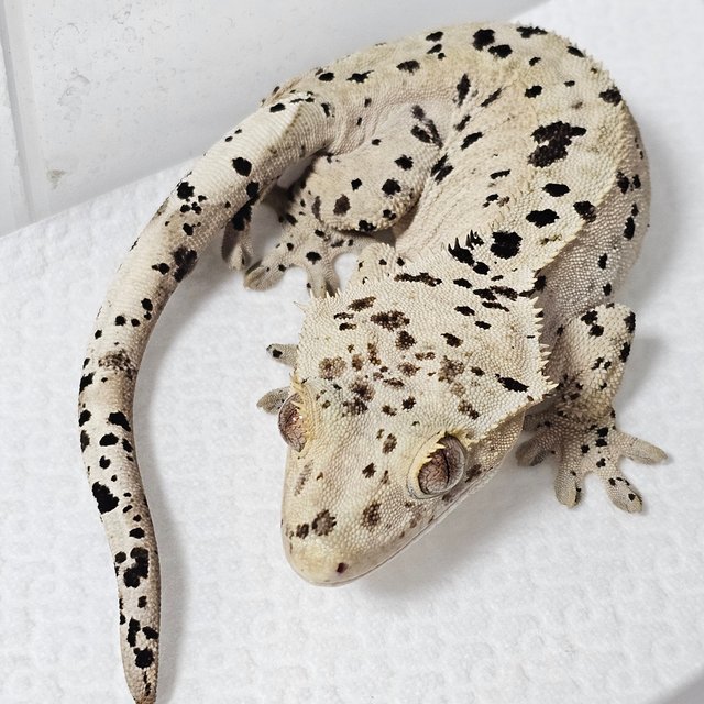 슈퍼달마시안 옐로우