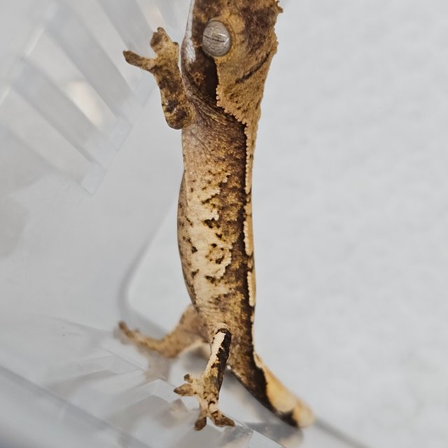 노멀 트라이 화이트스팟 타이거