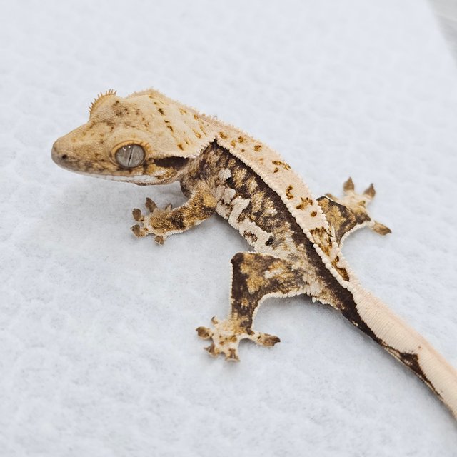 노멀 쿼드 화이트