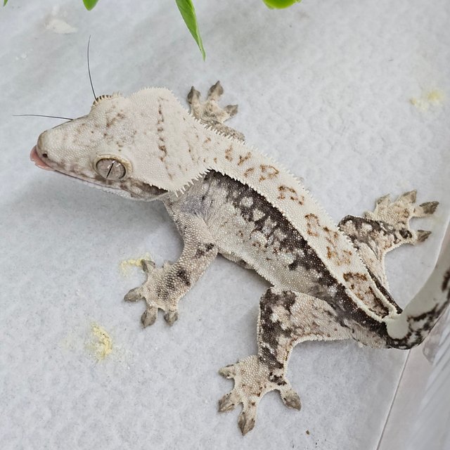 Normal White Spot Tri Full Pinstripe