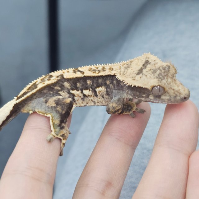 Quad 100% Het Axanthic