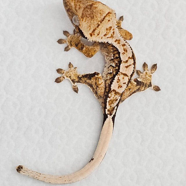 노멀 화이트스팟