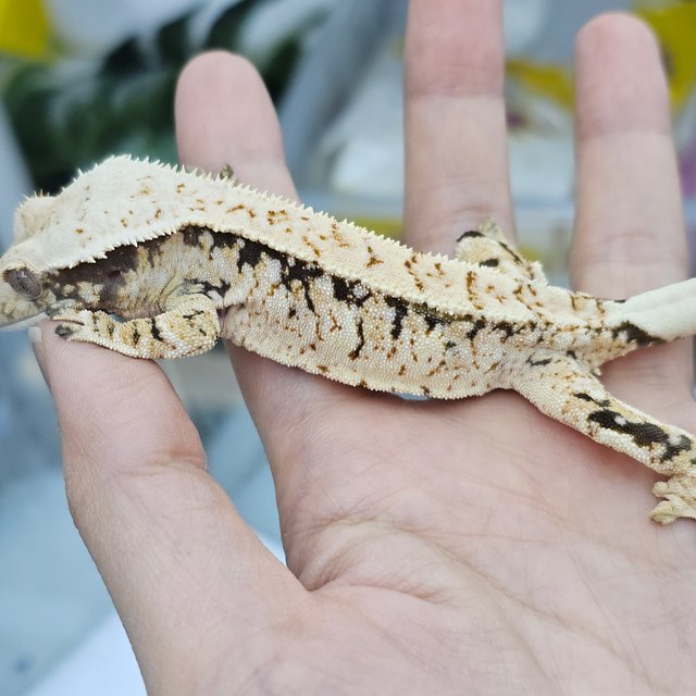 노멀 드리피 화이트스팟 화이트포트홀