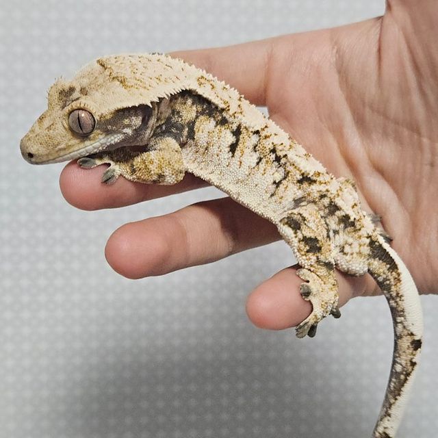 트라이 드리피 화이트스팟