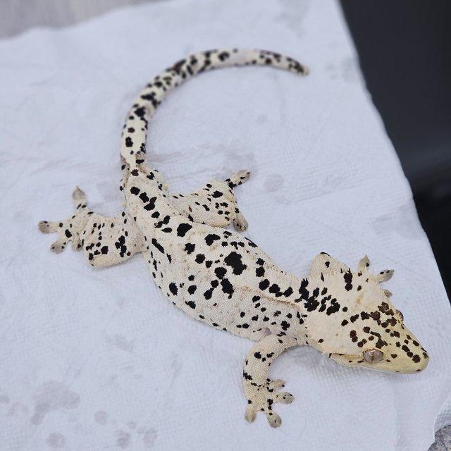 Super Dalmatian
