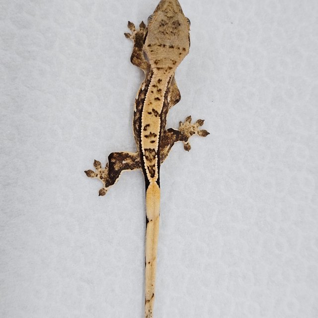 쿼드 핀스트라이프