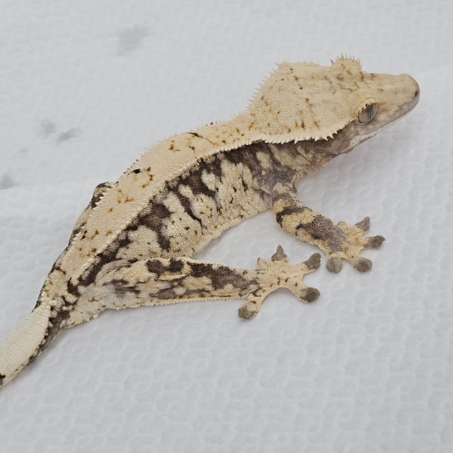 Normal Tri Drippy White Spot