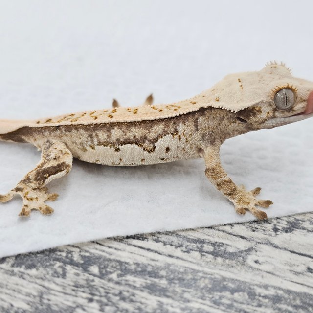 노멀 쿼드 풀핀 화이트