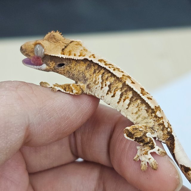Normal Tri White Crown White Spot