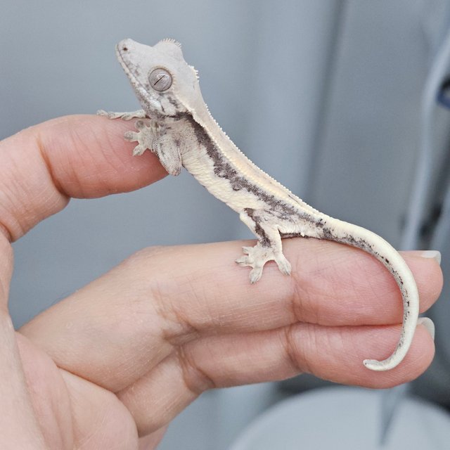 100% Het Axanthic LW Sable Sable Lilly 100% Het Axanthic