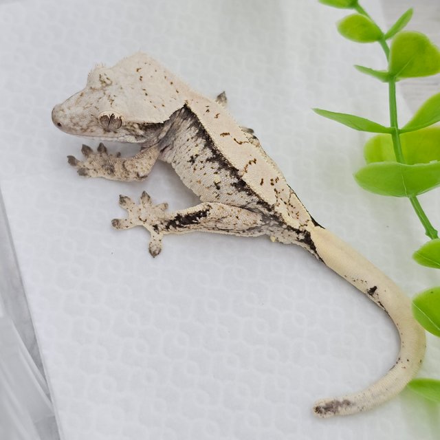 노멀 드리피 화이트스팟 화이트