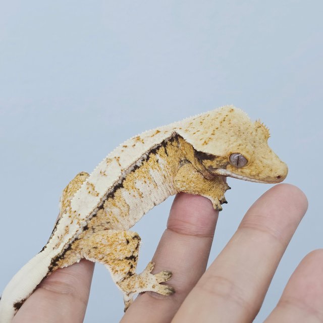 Normal White Spot Drippy