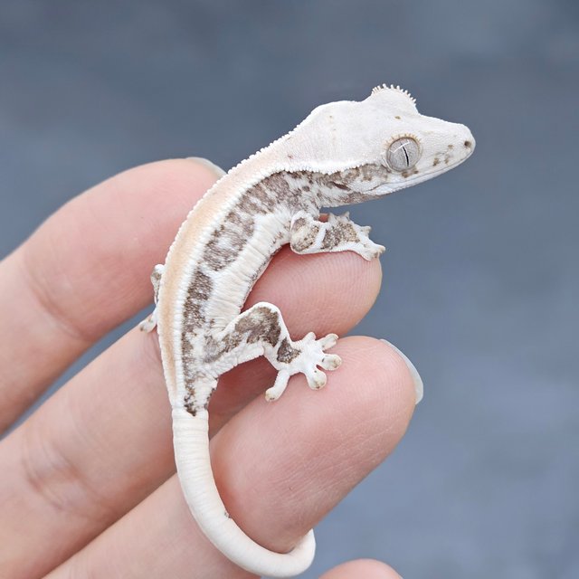 Lilly White Solid Back