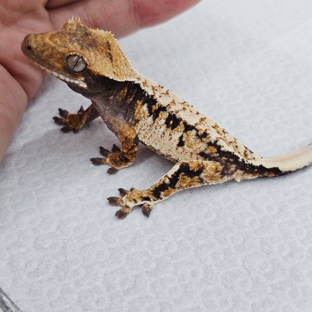 트라이 드리피 화이트스팟