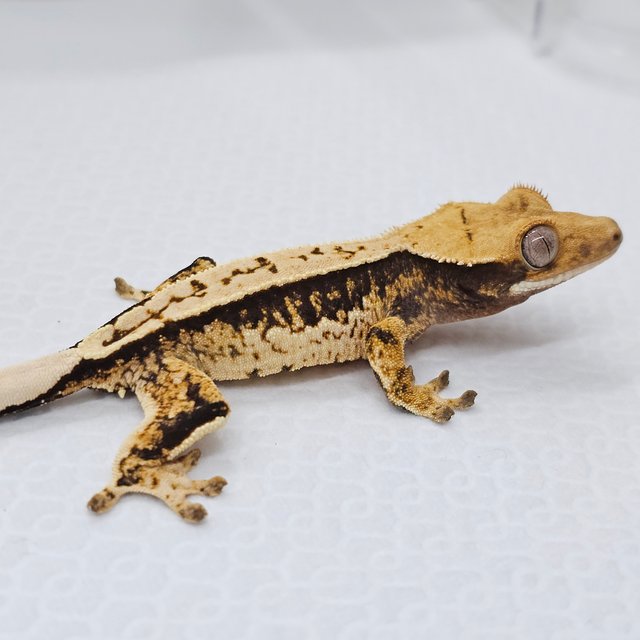 노멀 쿼드 화이트스팟