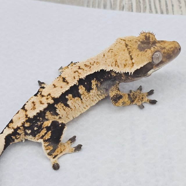 노멀 트라이 드리피 화이트스팟 익스트림할리퀸