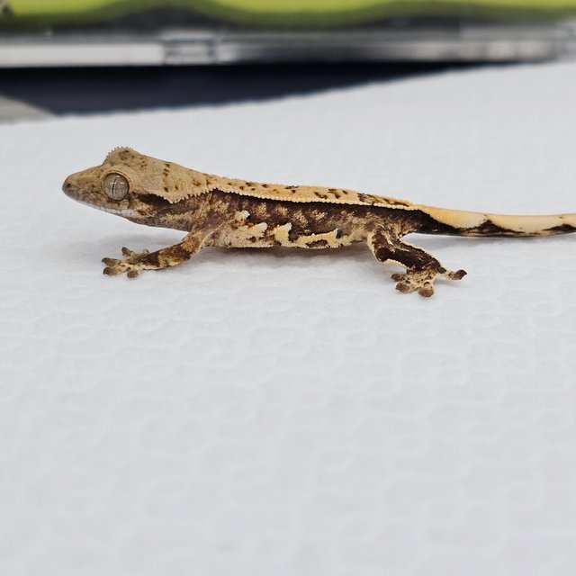 쿼드 핀스트라이프