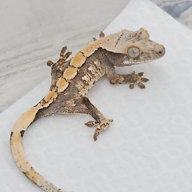 노멀 화이트스팟