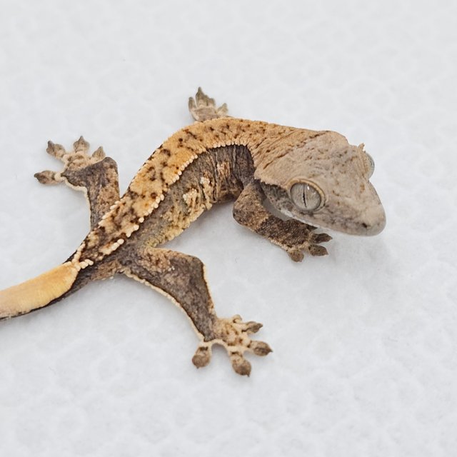 노멀 화이트스팟