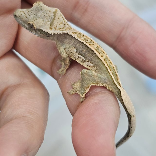 Full Pinstripe Quad 100% Het Axanthic